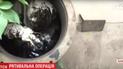 Во Львове спасатели вытащили из бочки с мазутом маленького котенка