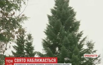 На Прикарпатье лесники выбрали главную новогоднюю елку Украины