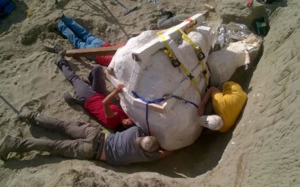 В США палеонтологи раскопали редкий череп тиранозавтра весом 2,5 тонны