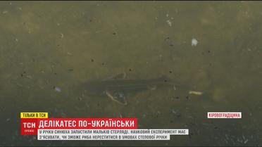 На Кировоградщине в реку запустили мальков краснокнижной стерляди