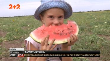 У Херсонській області масово почали збирати українські кавуни, які виростили без плівки і добрив