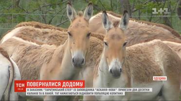 Как в Одесской области восстанавливают популяцию куланов и ланей