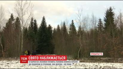 На Прикарпатье лесники уже выбрали главную новогоднюю елку Украины