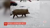 В Ровно горожане сняли свинью, которая разгуливала по улицам города