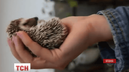 В Токио открыли кафе для любителей ежей