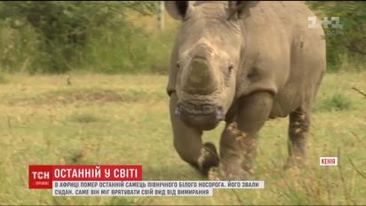 В Африке умер последний белый носорог