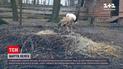 Новини України: у Рівненському зоопарку показали як лелеки виходжують своїх пташенят