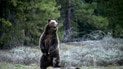 У Японії ведмеді нападають на людей