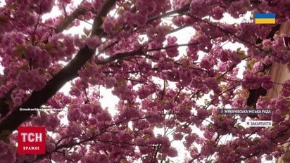 Квитків немає, а ціни на готелі — космічні! Гляньте, що відбувається в Ужгороді!