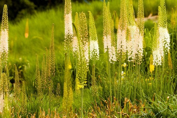 Еремурус гімалайський / © Credits