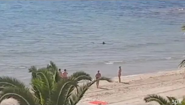 Акула налякала туристів в Іспанії / Фото: SOLARPIX.COM