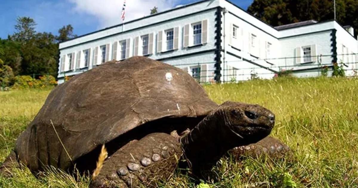 Народилася коли не було лампочок і автомобілів: Книга рекордів Гіннеса назвала найстарішу наземну тварину