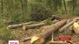 Жители трех сел на Прикарпатье обвиняют лесников в вырубке ценной древесины