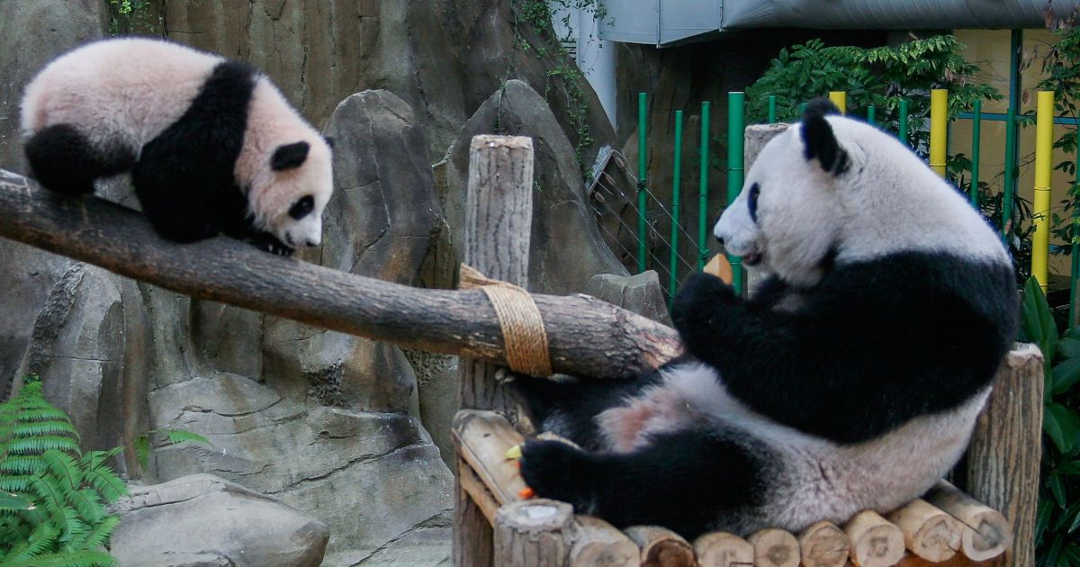 В Малайзии всей страной выбрали имя новорожденной панде