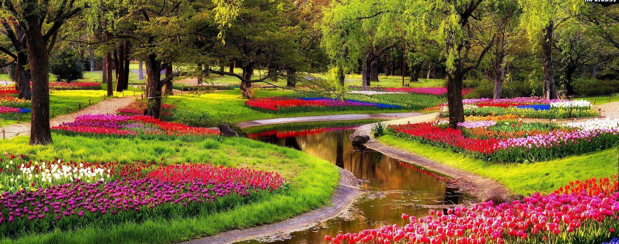 Королівський "Сад Європи" з тисячами тюльпанів відкриється неподалік Амстердама