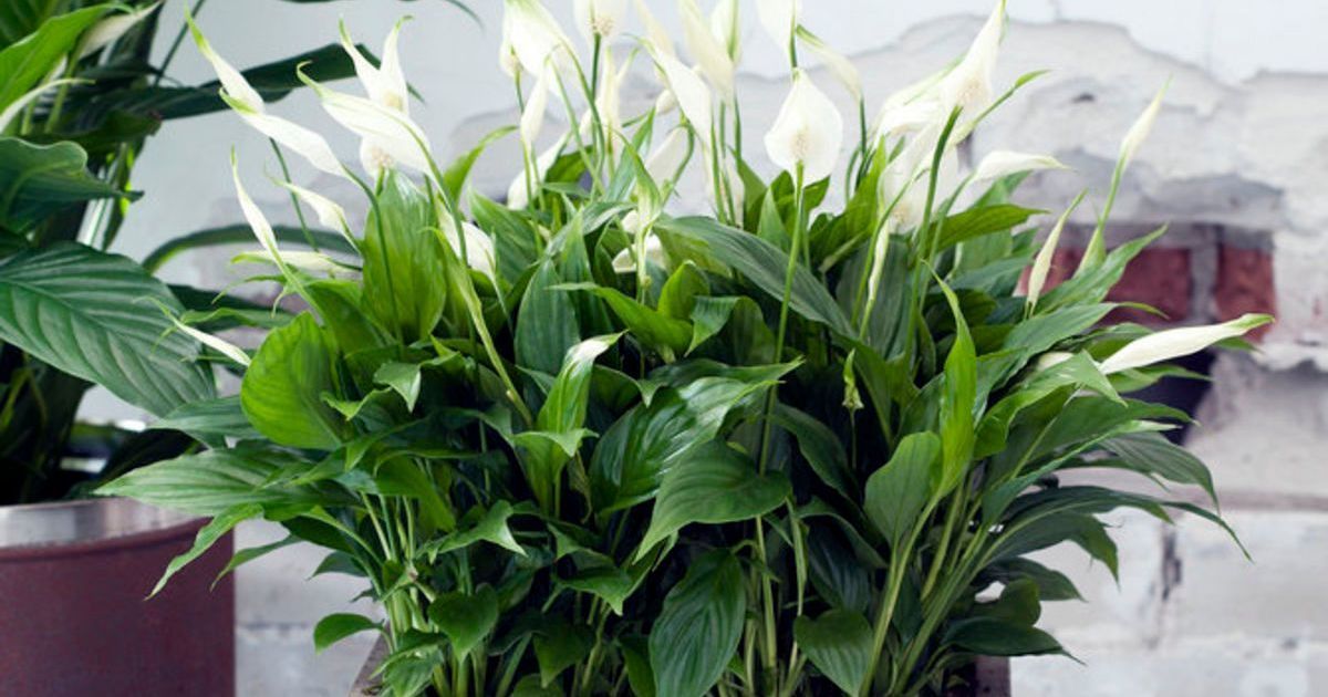 Где лучше всего поставить спатифиллум в 2026 году