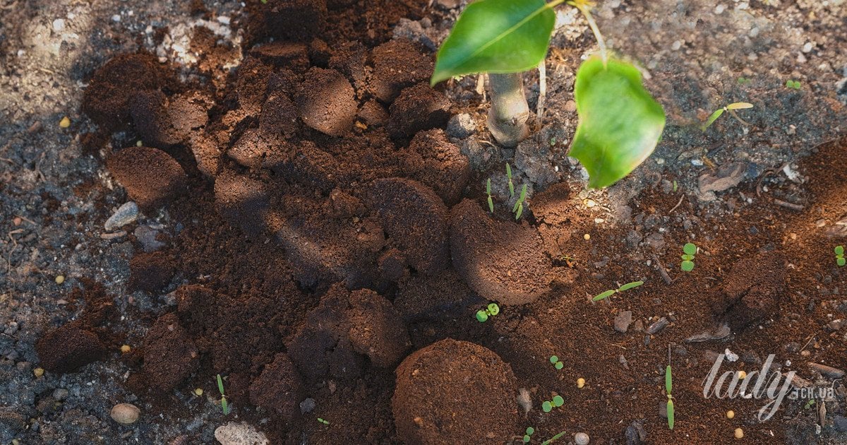 Як кава впливає на ваші рослини