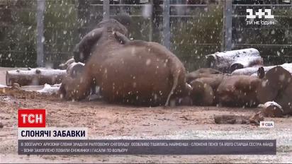В зоопарке Аризоны слоны обрадовались внезапному снегопаду