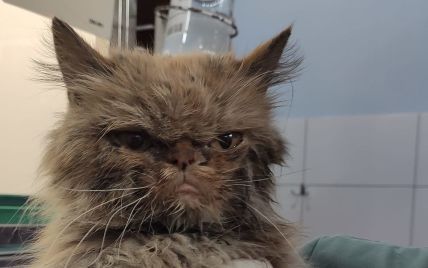 "Под кислородом, но жить будет": в "ЗооПатруле" рассказали о состоянии кошки Шафы из Бородянки