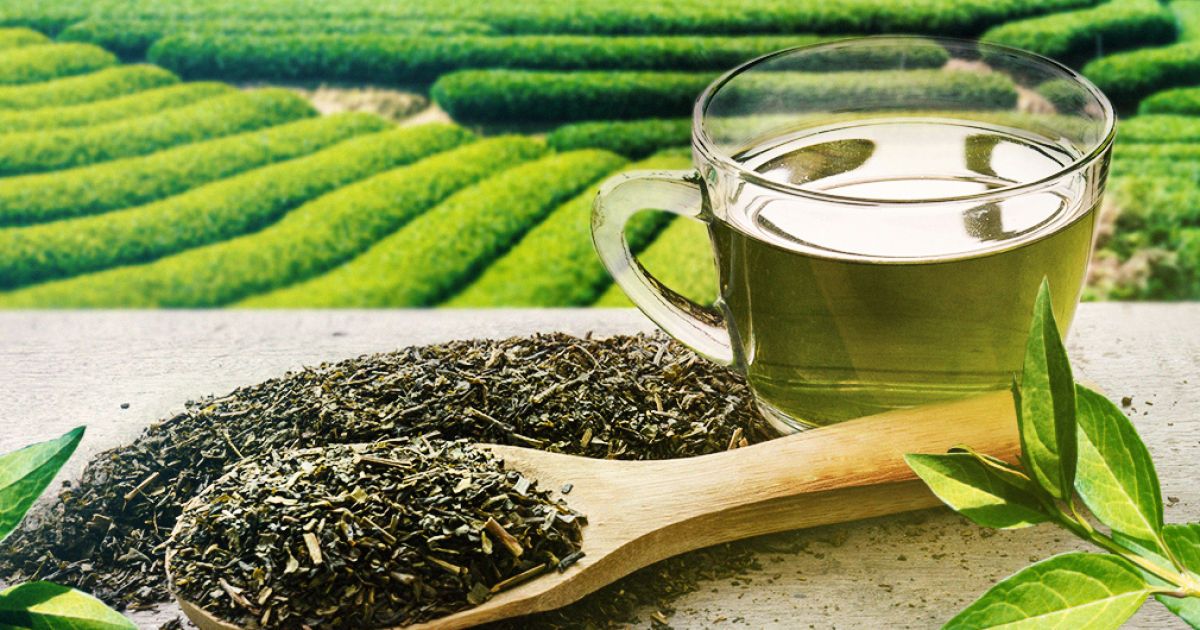 Вигода і особливості зеленого чаю для організму