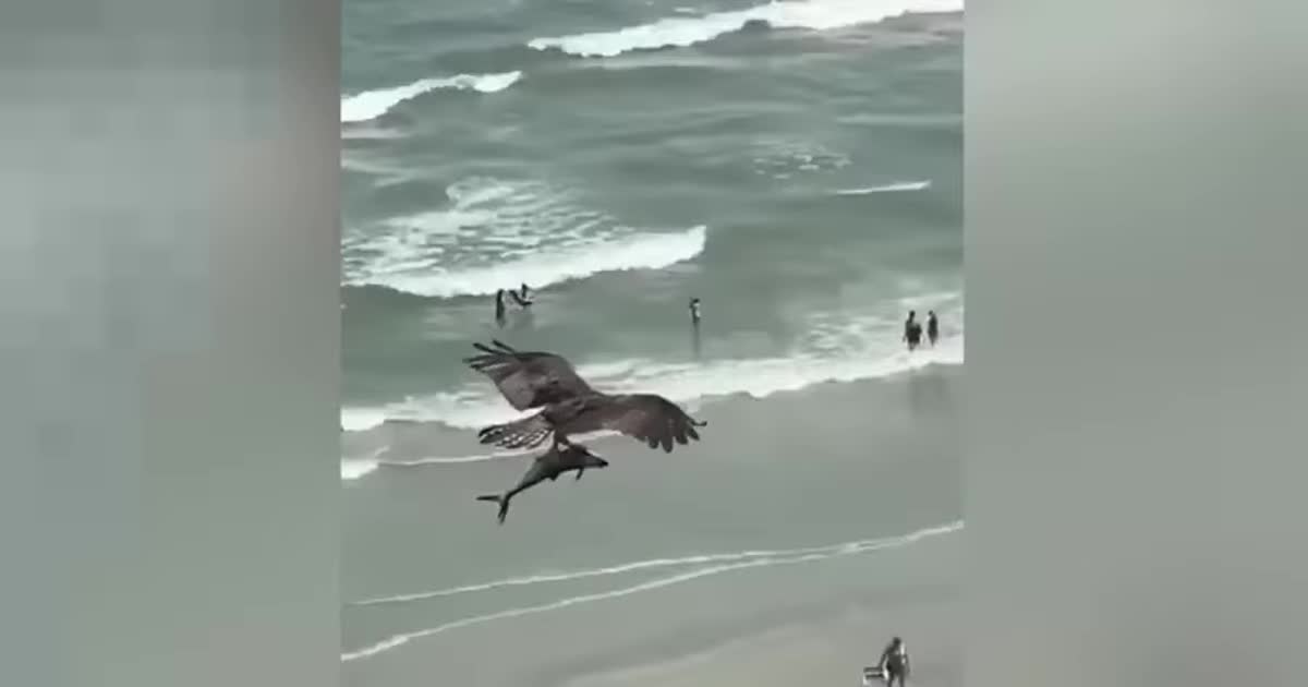 Сеть поразило видео с борьбой орла и акулы в воздухе