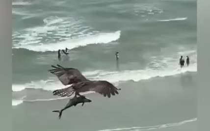Мережу вразило відео із сутичкою орла і акули в повітрі 