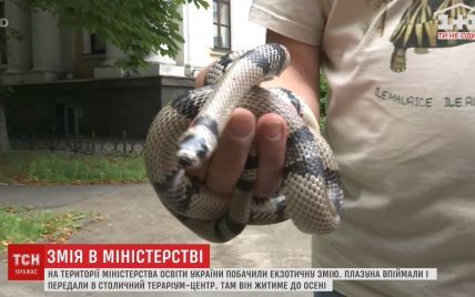 Возле Минобразования нашли змею, которая не водится в Украине