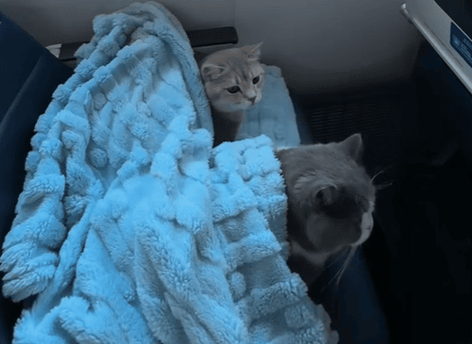 Коти в літаку / © скриншот з відео
