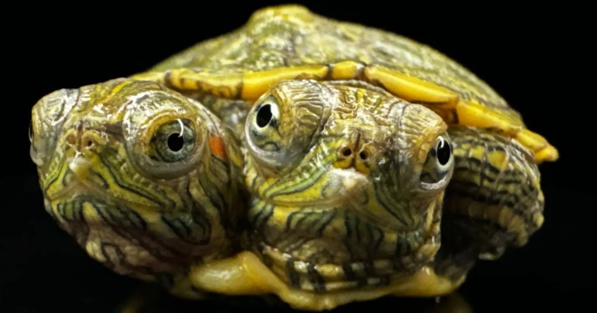 Черепаха з двома головами / Фото: @aquaterraexoticpets/ CATERS NEWS