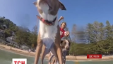 В Австралії колишній чемпіон світу з серфінгу поставив на дошку своїх собак