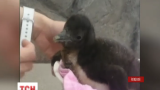 У Японії показали першого в світі пінгвіна, народженого за допомогою штучного запліднення