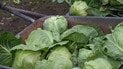 Коли збирати капусту