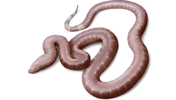 Вчені ідентифікували предка сучасних змій віком 37 мільйонів років