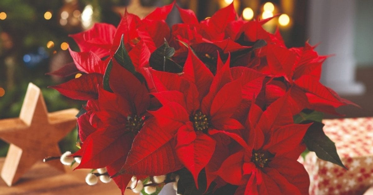 Кімнатні рослини, що цвітуть взимку