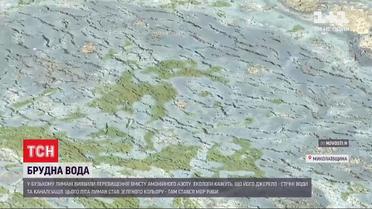 Экологи обнаружили острый дефицит кислорода и избыток аммония в Бугском лимане, где случился мор рыбы