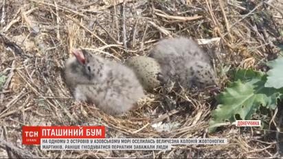 Колония чаек поселилась на птичьем острове в Донецкой области