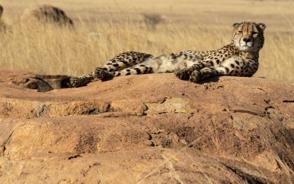 У Південній Африці туристи заскочили гепардів за "сексом утрьох" – відео здивувало навіть фахівців