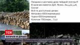 Новини Дніпропетровської області: шахраї видурили понад мільйон гривень на продажі дров