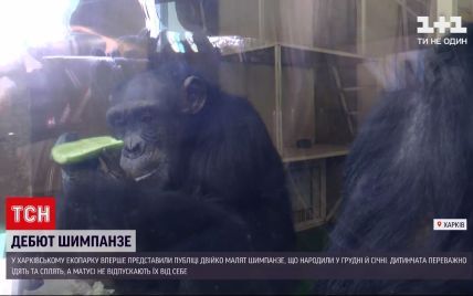 В харківському екопарку показали дитинчат шимпанзе: з'явилося відео