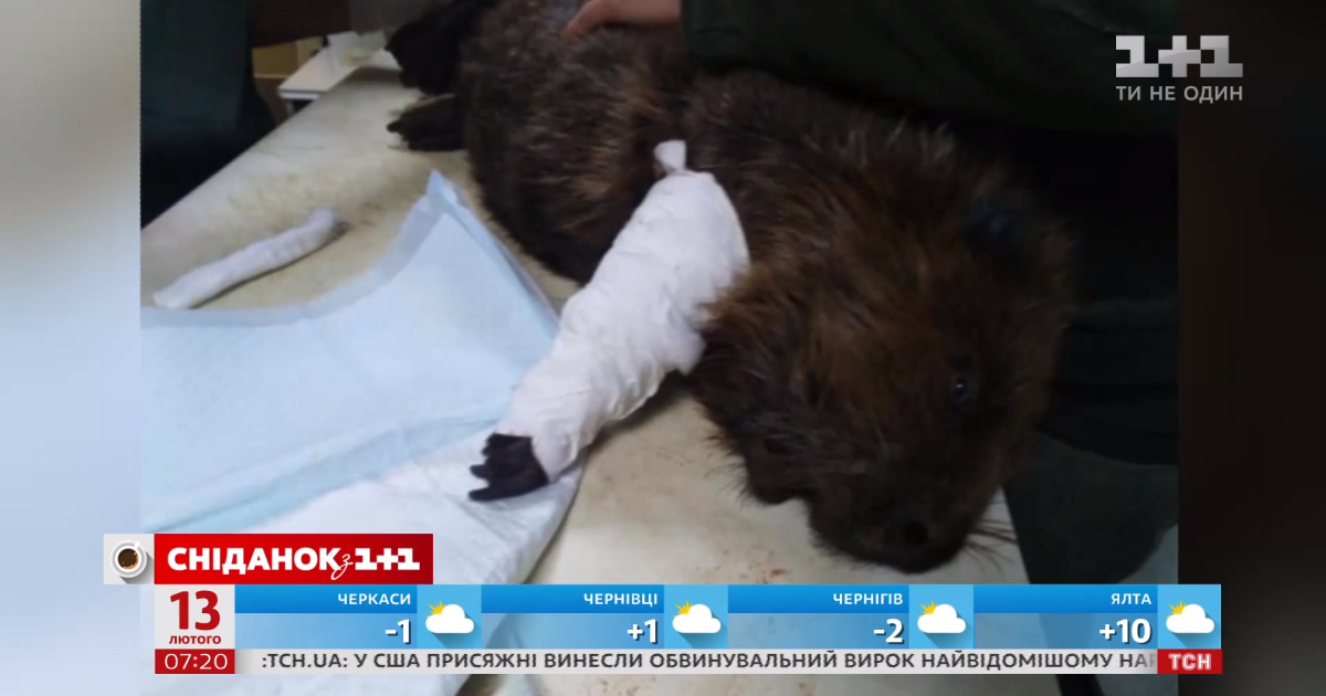 Біля озера у Києві бобер потрапив у капкан браконьєра. Його врятували місцеві