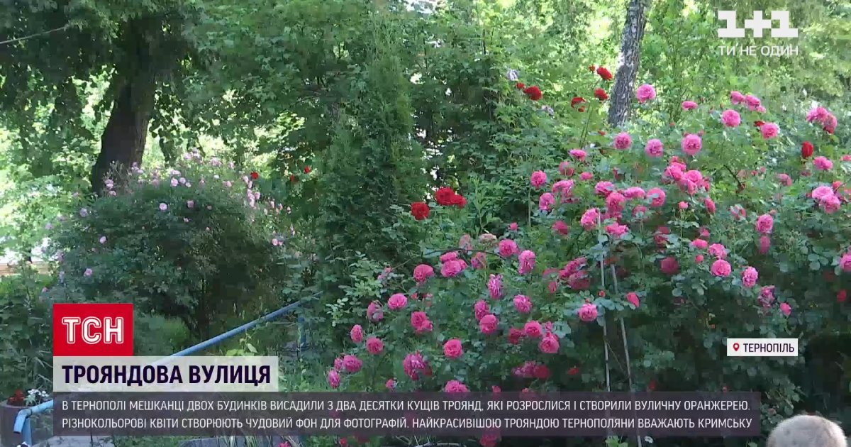 В Тернополе жители одного из ОСМД создали во дворе оранжерею роз