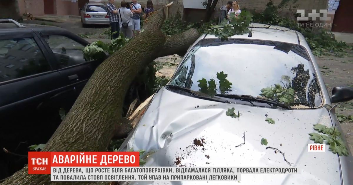 "Эффект домино": в Ровно ветка свалила столб и погромила 4 автомобиля