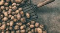 Як захистити картоплю від дротяника