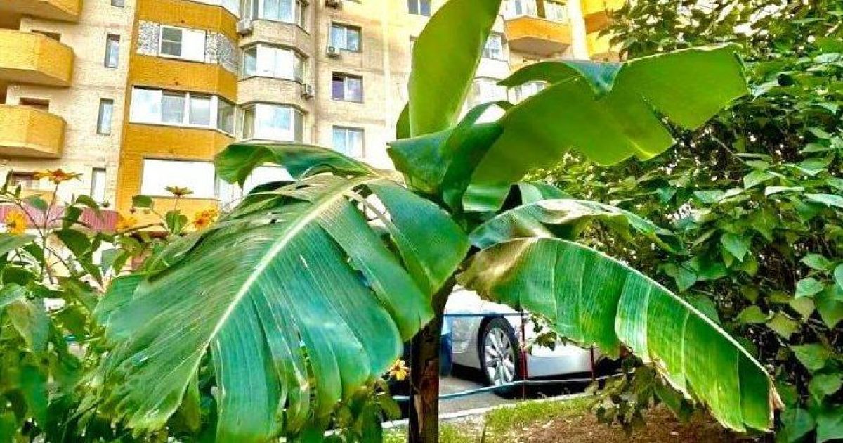 Во дворе многоэтажки на Позняках растет настоящий банан