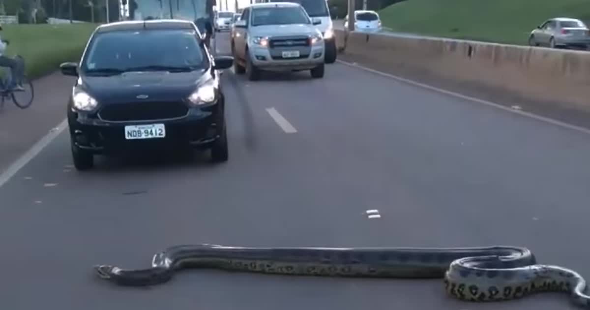 Принятие закона об украинском языке и пробки на дороге из-за гигантской змеи. Тренды Сети