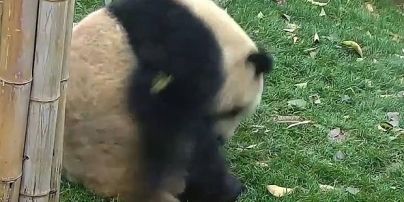 Юзеров тронуло видео забавной панды, которая кувыркается