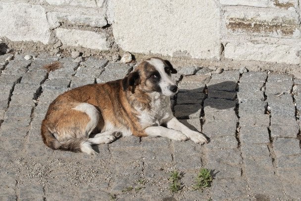 31 липня День безпородної собаки / © pexels.com