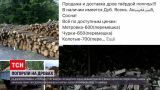 Новости Днепропетровской области: мошенники выманили более миллиона гривен на продаже дров