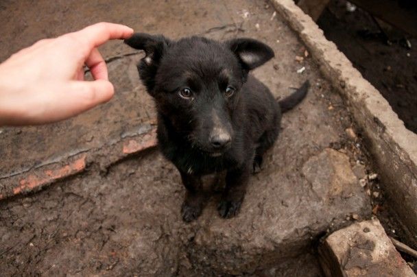 Знакомлюсь с подростающим поколением охранников на пороге хаты / © Нина Грушецкая