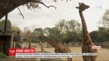 В мексиканском зоопарке публике представили маленького малыша жирафа